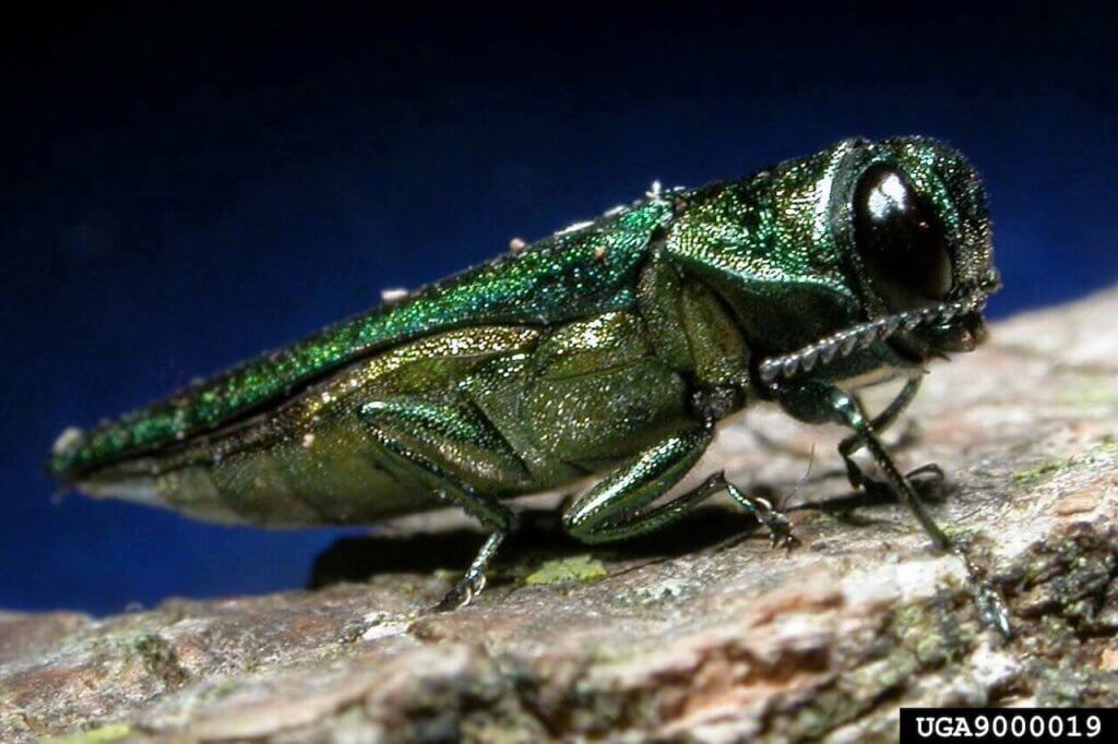 Side View of an Adult Emerald Ash Borer insect.