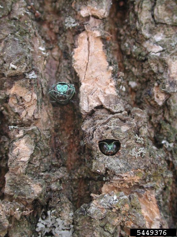 Two Emerald Ash Borers sitting in the side of a tree