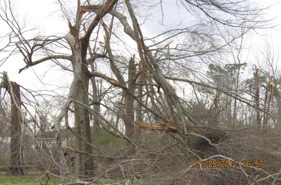 Broken trunks and limbs from a forest of trees affected by a tornado