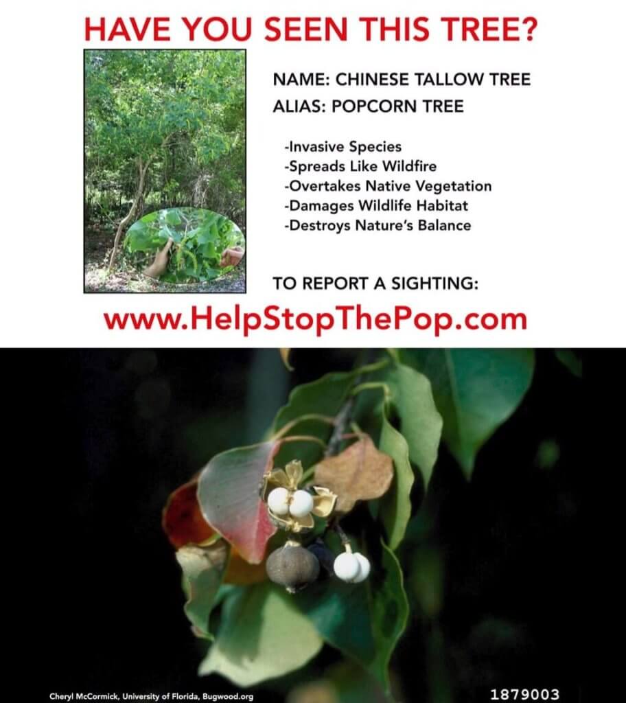 Flyer with a photo of a Chinese Tallow Tree, and below it a photo of the Chinese Tallow Tree's leaves and seeds 