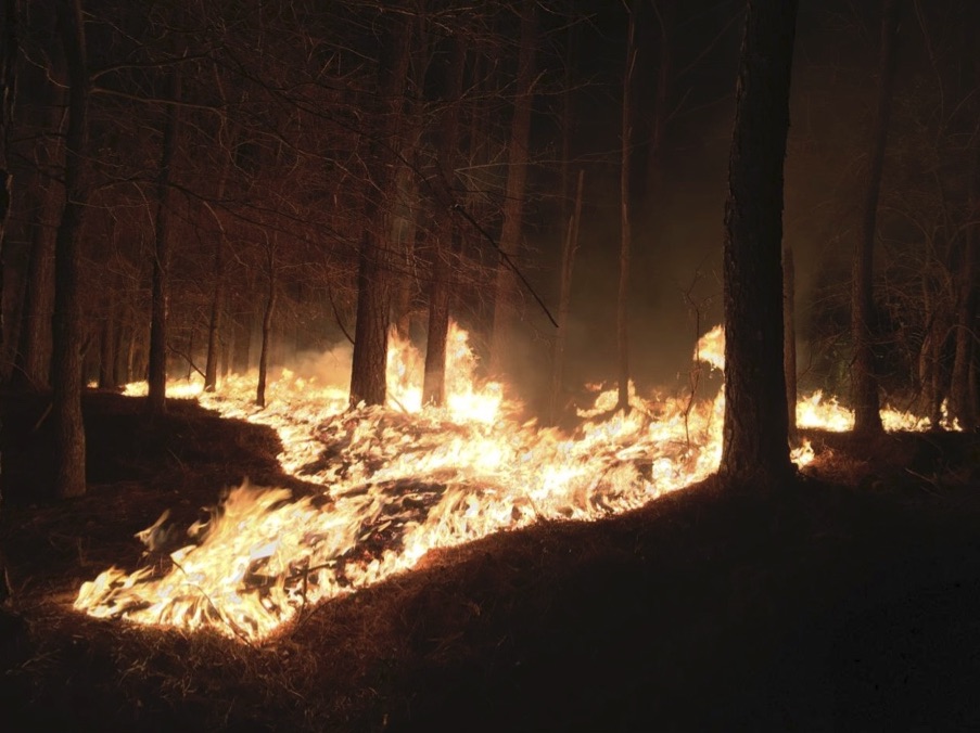 A wildfire burns on the ground around several trees