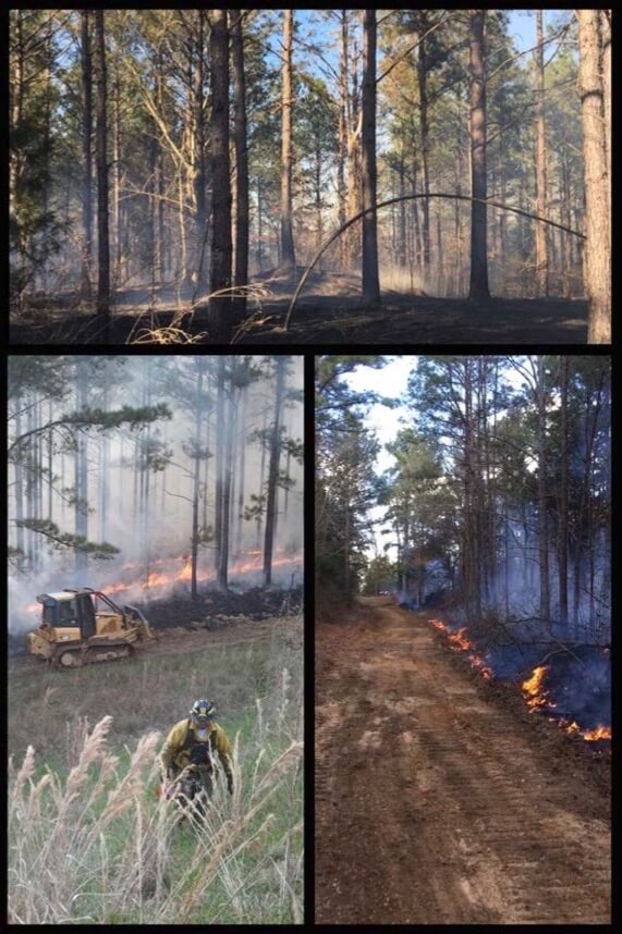 Three separate images depicting wildfires