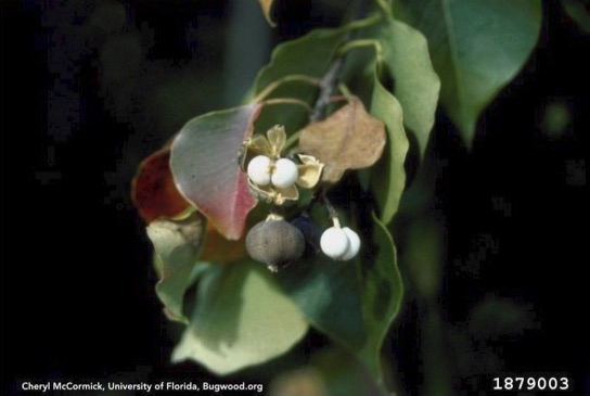 The leaves and seeds of the Popcorn Tree