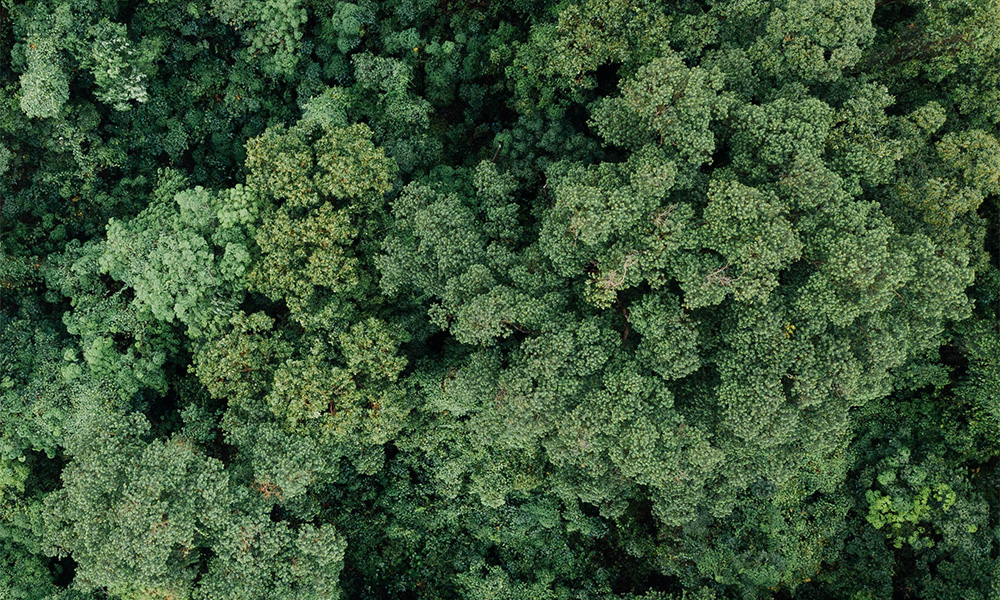 Forest Treetops