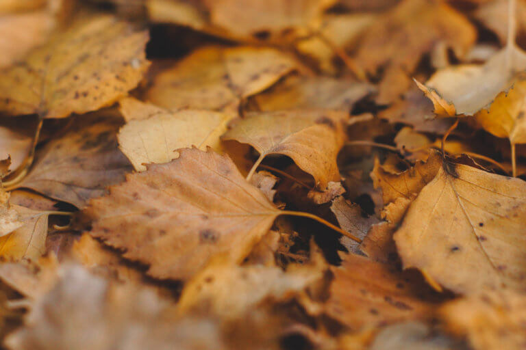 Fall leaves on ground