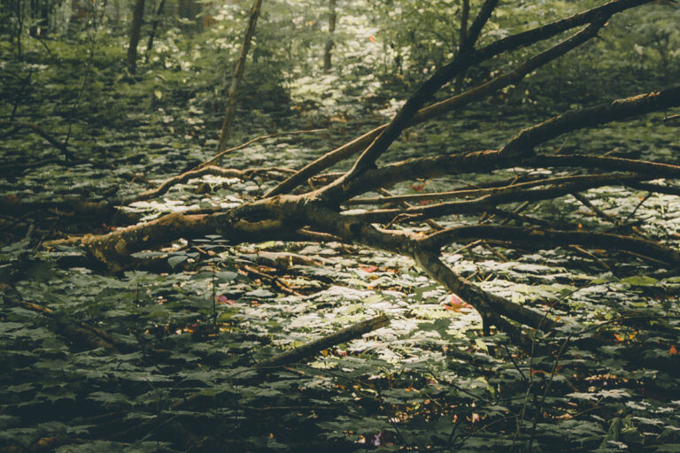 Serene forest with fallen branch