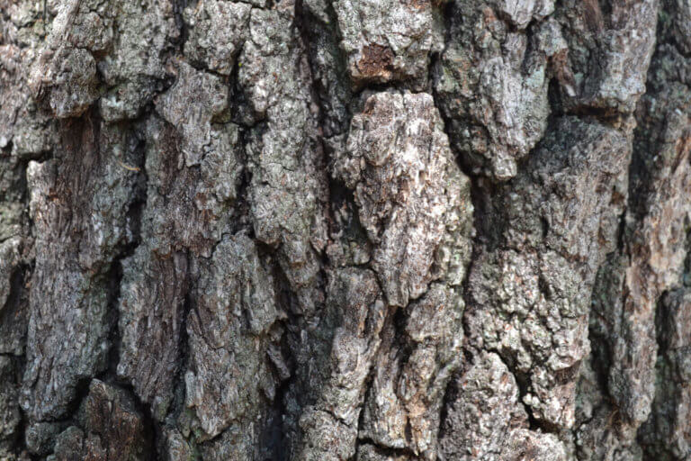 Tree bark