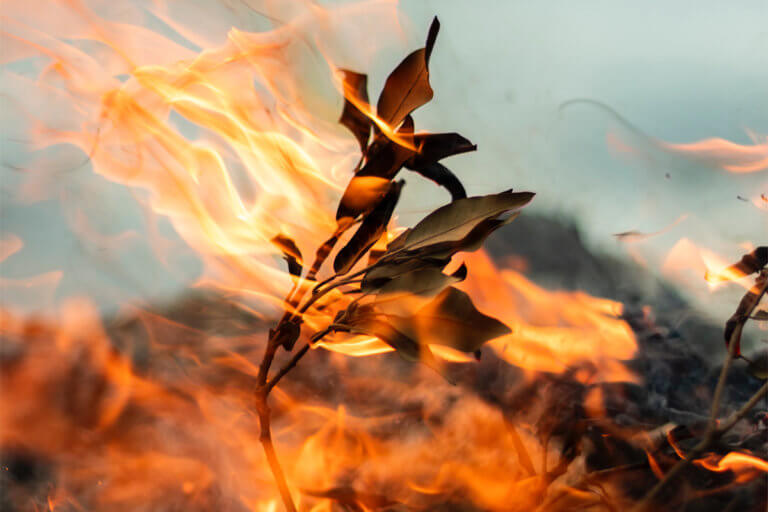 Wildfire burning leaves