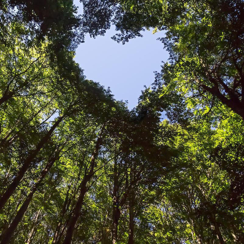 Forest with Heart Shaped Blue Sky