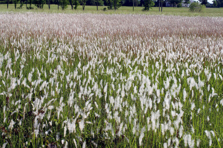 Congograss