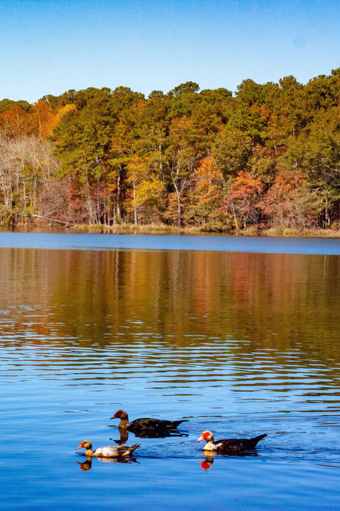 Roosevelt State Park lake and trees