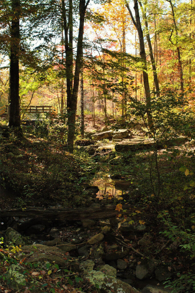 Tishomingo State Park forest