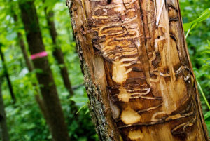 shows S-shaped galleries created by EAB larvae