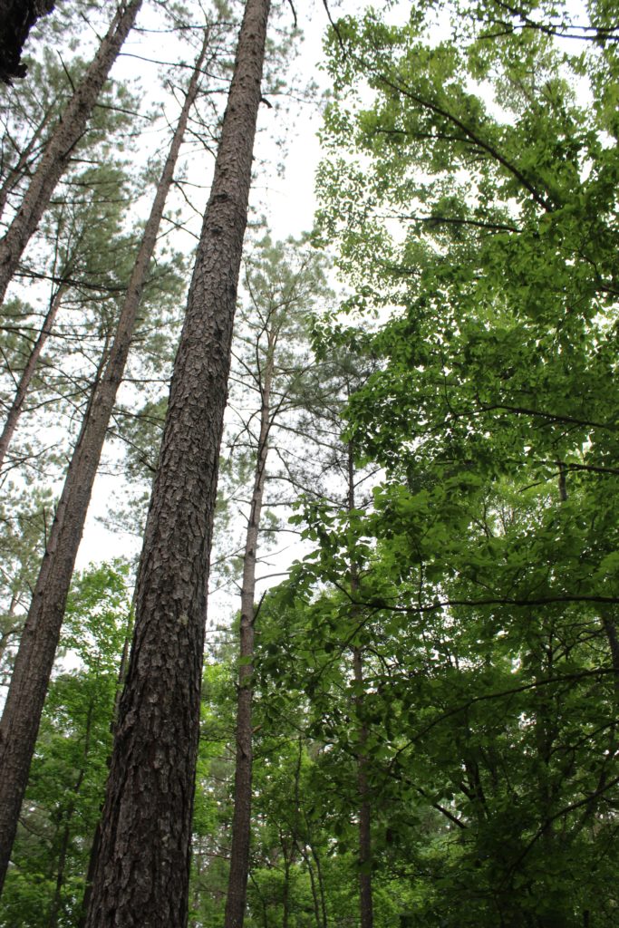 Mississippi Pine Tree